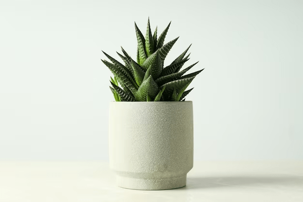 Plantas suculentas 