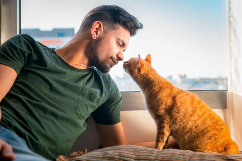 Tradutor humano para gato