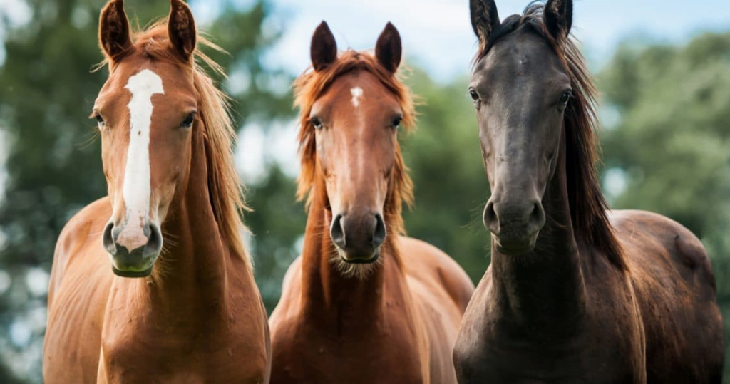 Aplicativo para identificar raça de cavalo