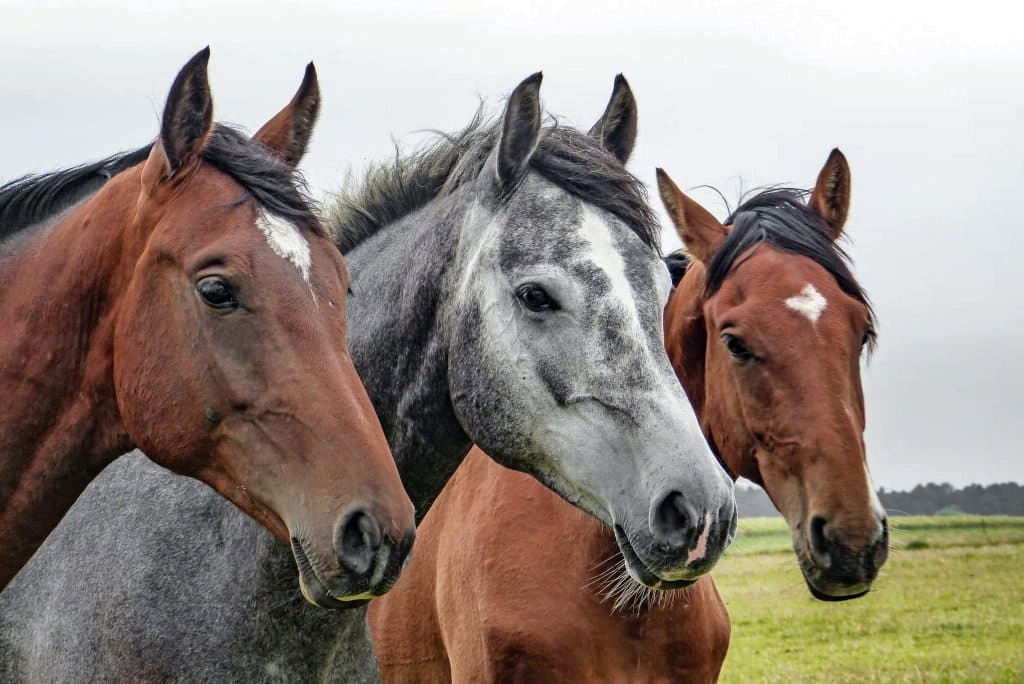 Aplicativo para identificar raça de cavalo