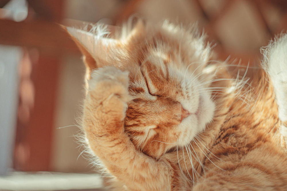 Aplicativo para descobrir raça de gato 
