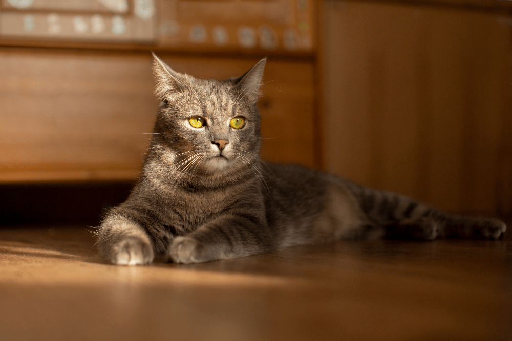 Aplicativo para descobrir raça de gato 