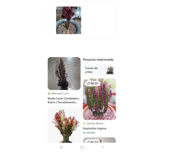 Aplicativo para identificar plantas 