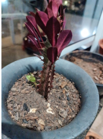 Aplicativo para identificar plantas 