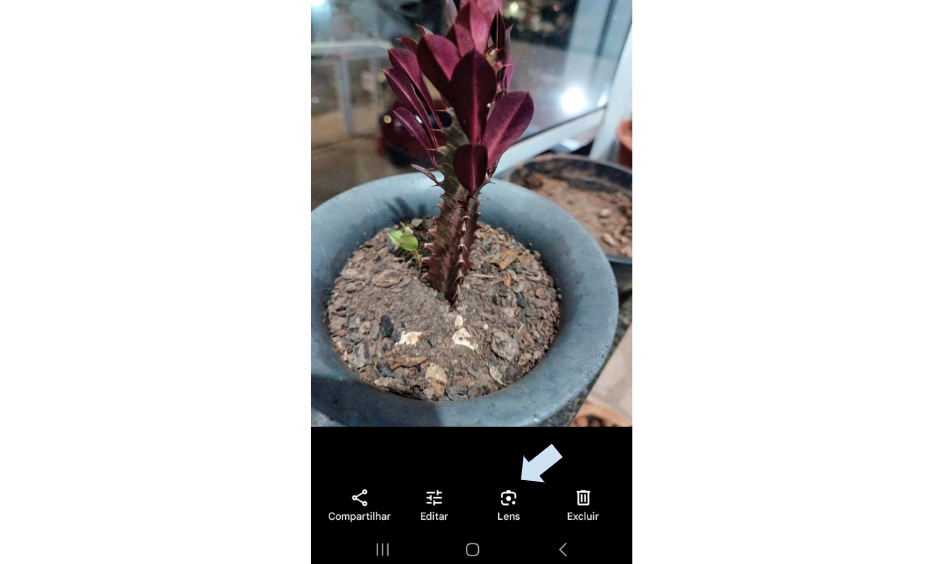 Aplicativo para identificar plantas 