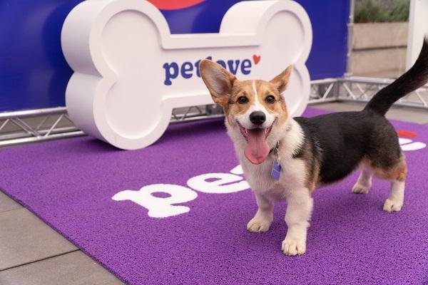 Plano Petlove: quais os valores e como se cadastrar? 4 Plano Petlove