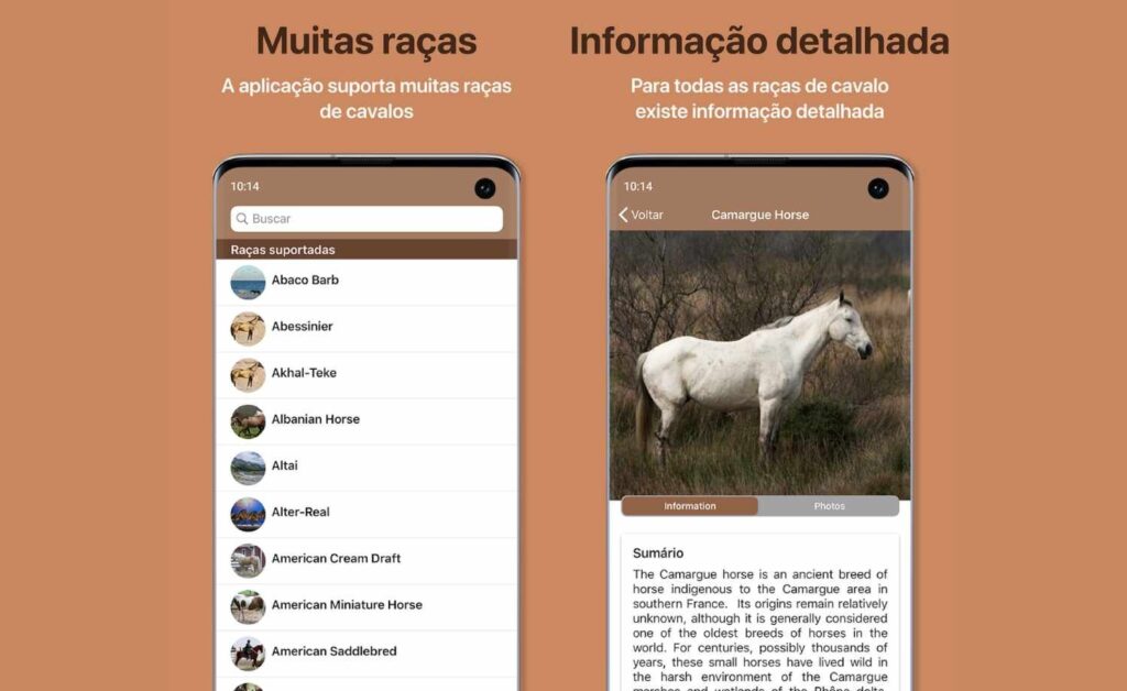 Raça do cavalo