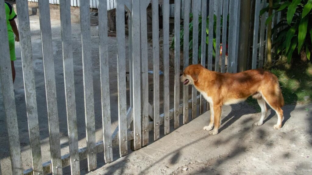 Aplicativo 100% gratuito para procurar cachorro desaparecido 3 Procurar cachorro desaparecido